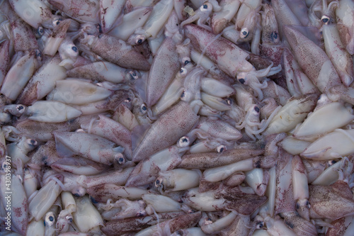 Collection of squid seafood for sale in the market.