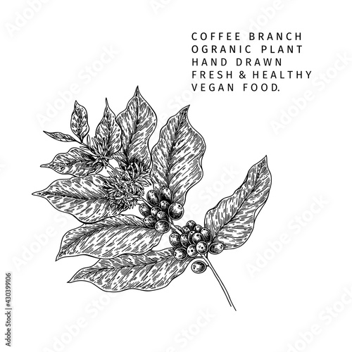 Coffee set. Hand drawn coffee tree branch with berries and leaves. Vector engraved icon. Morning fresh drink. For restaurant and cafe menu, coffee shop flyer, banner design template.