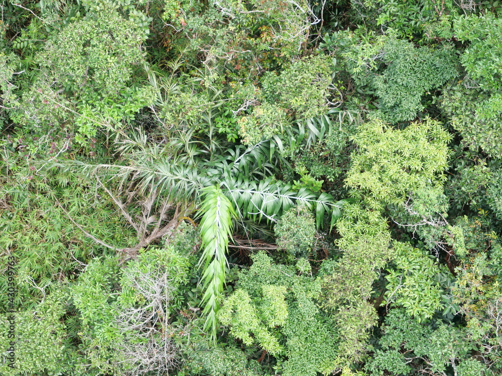 Blätterwald von oben Langkawi, Malaysia