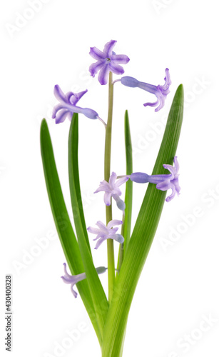 Wild hyacinth flowers isolated on white background. Hyacinthus orientalis. Beautiful spring flowers.