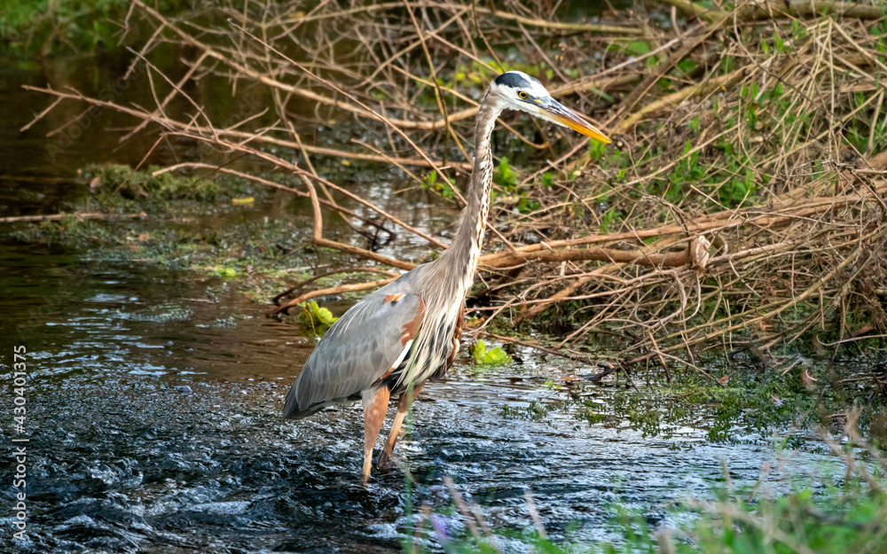 Fototapeta premium Great Blue Heron fishing in marsh at Orlando wetlands park near Cape Canaveral in Christmas Florida.
