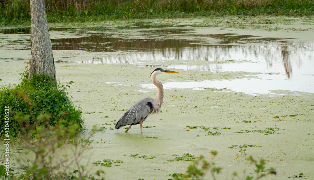 Great Blue Heron fishing in marsh at Orlando wetlands park near Cape Canaveral in Christmas Florida.