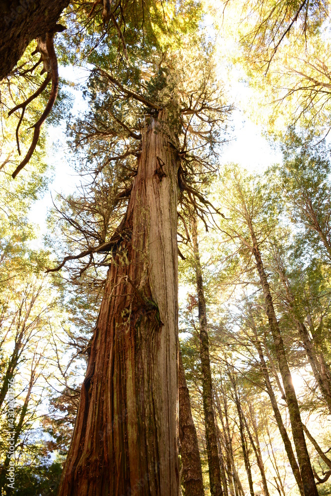 Fototapeta premium Alerce milenario en la selva Valdiviana, Patagonia Argentina