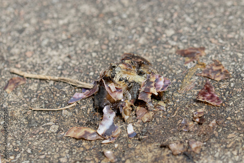 Ants having their meal