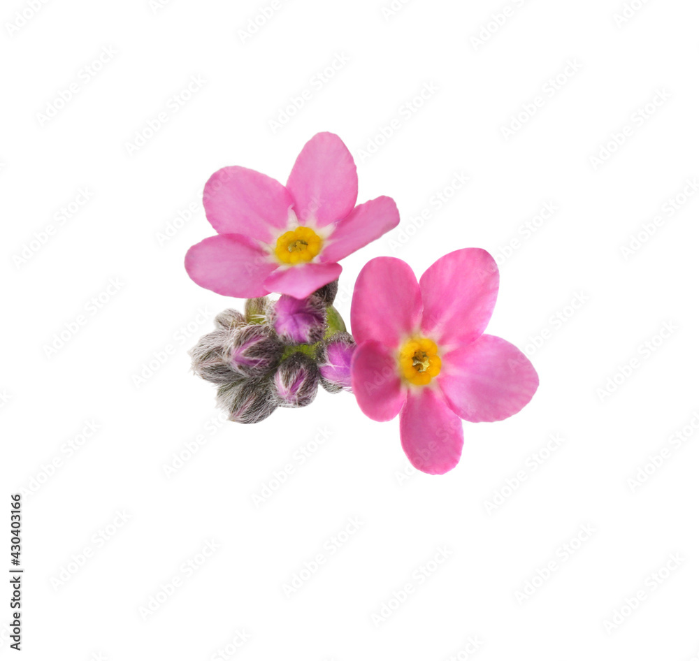 Delicate pink Forget-me-not flowers on white background Delicate pink Forget-me-not flowers on white background