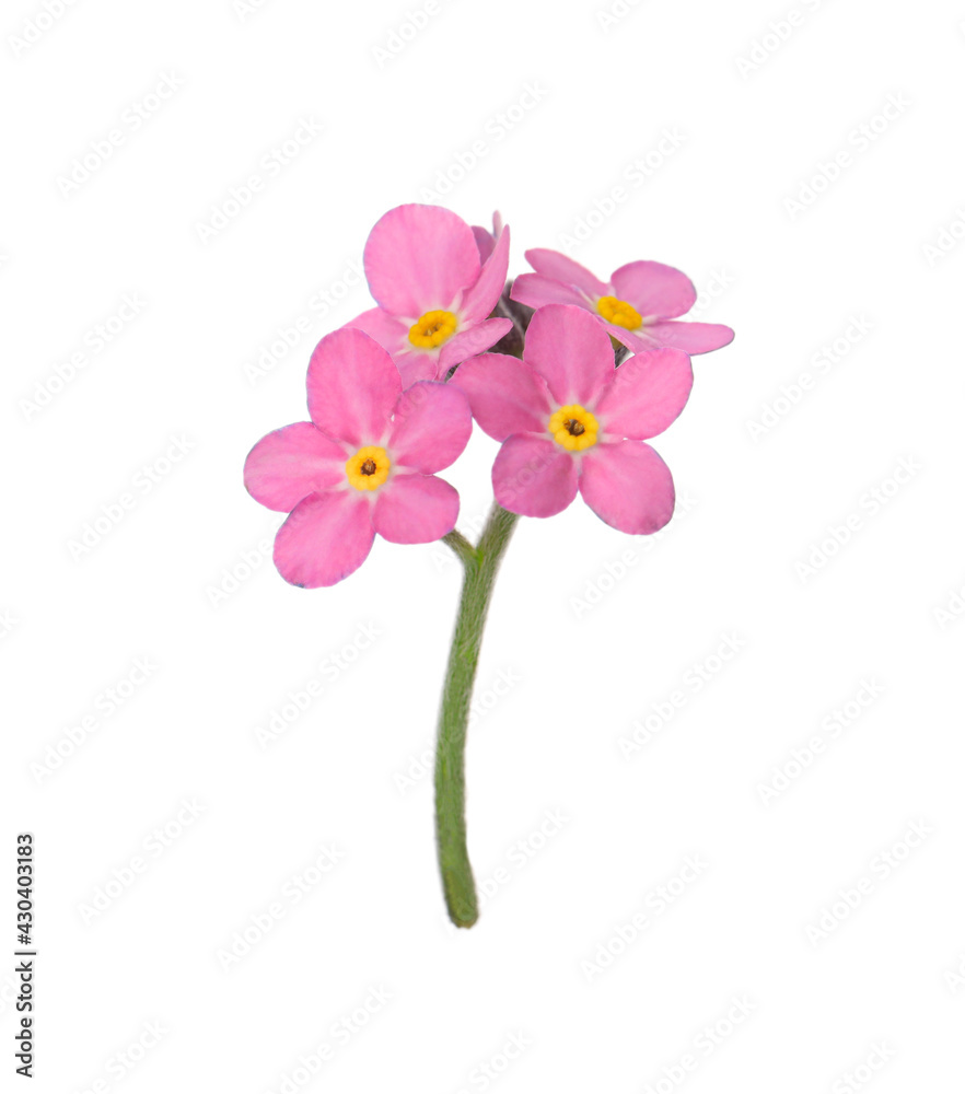 Delicate pink Forget-me-not flowers on white background