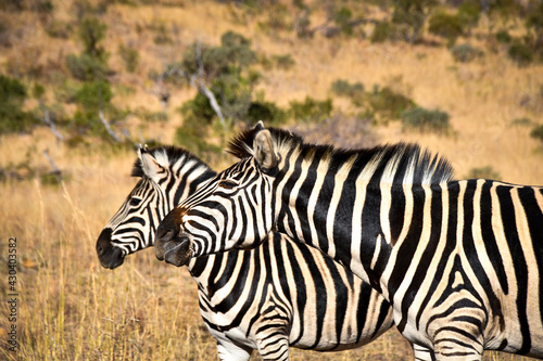 Two zebras next to each other
