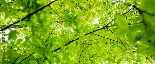 (Selective focus) Stunning view of some green tree crowns. Beautiful forest with some oak trees with branches and leaves forming a natural background.