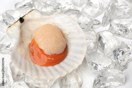 Raw scallop with ice on white background photo