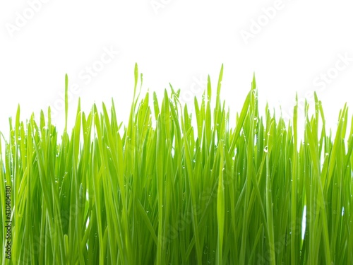 Wheatgrass is the freshly sprouted first leaves of the common wheat plant