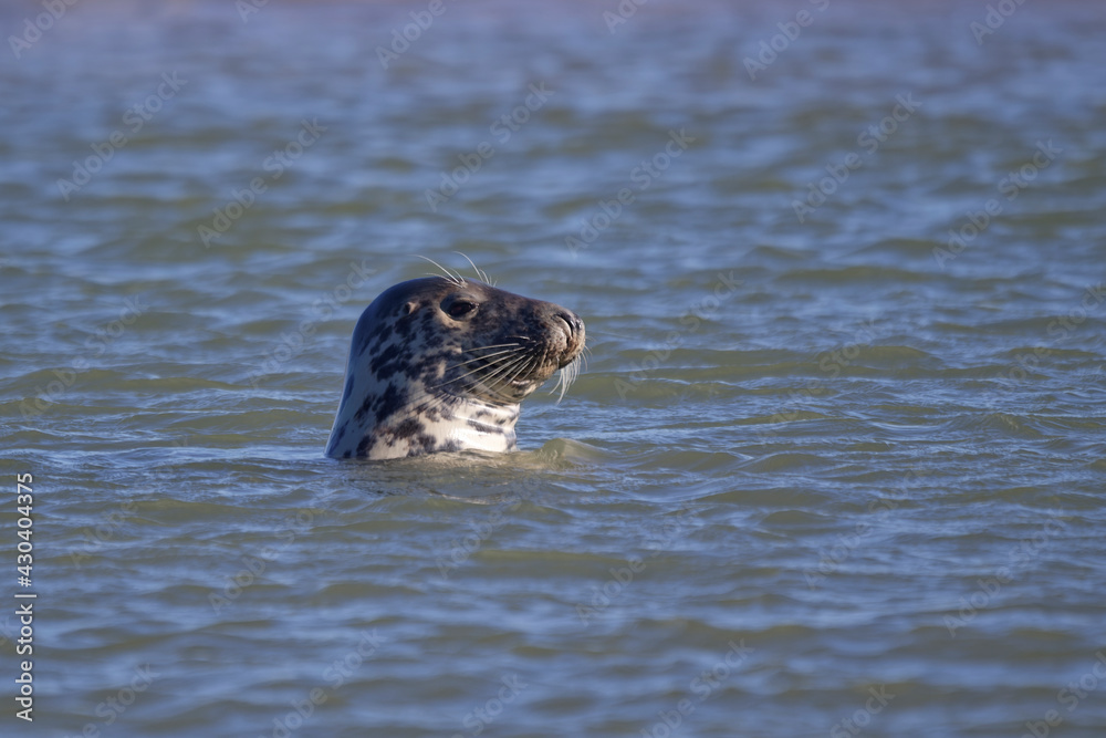Fototapeta premium Phoques