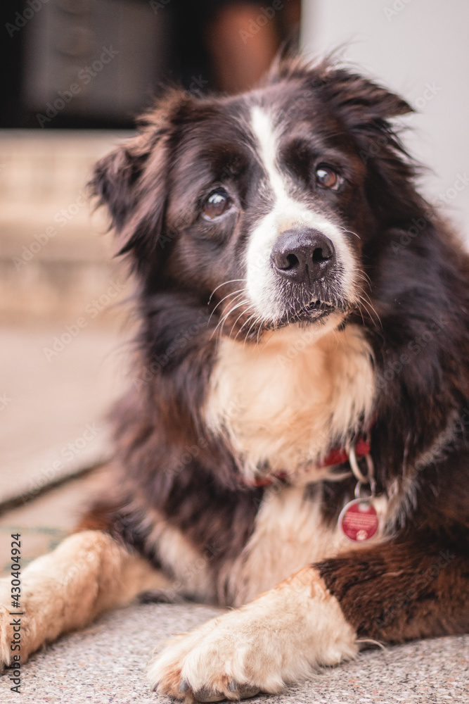 Fototapeta premium zuhörender Hund