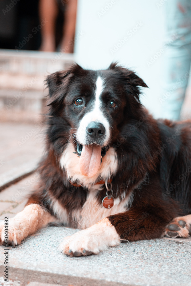 fröhlicher Hund fröhlicher Hund