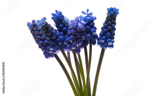 muscari flowers isolated