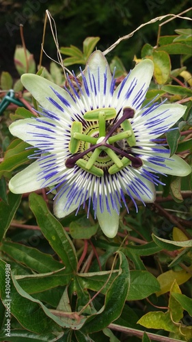 Passiflore.