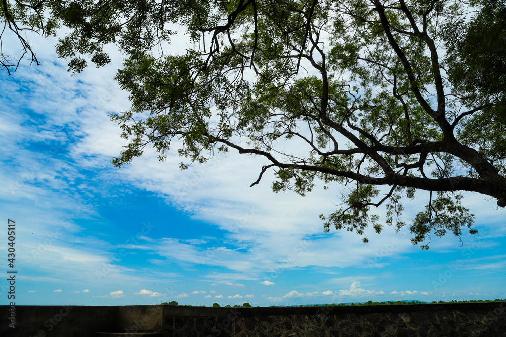 Tree branches with sky background Tree branches with sky background