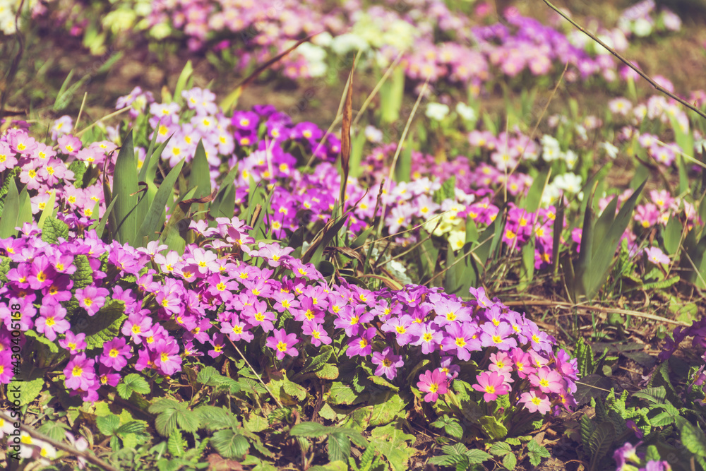 Primroses Flowers Blooming in a Spring Garden Primroses Flowers Blooming in a Spring Garden