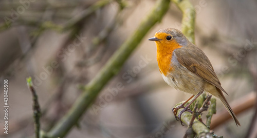 European robin sits and sings on a branch. © maykal