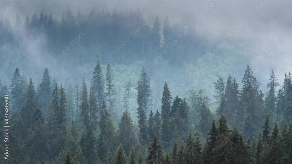 Time lapse of misty fog rolling over pine tree forest in mountains