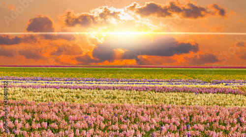 Fototapeta Naklejka Na Ścianę i Meble -  Beautiful hyacinth field with amazing sunset or sunrise - Spring flowers
