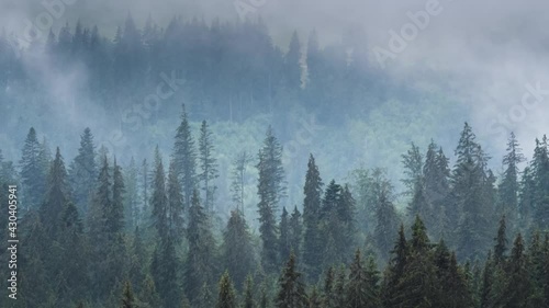 Time lapse of misty fog rolling over pine tree forest in mountains