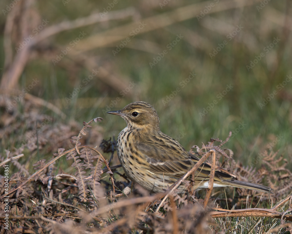 Fototapeta premium Meadow pipit , Anthus pratensis.