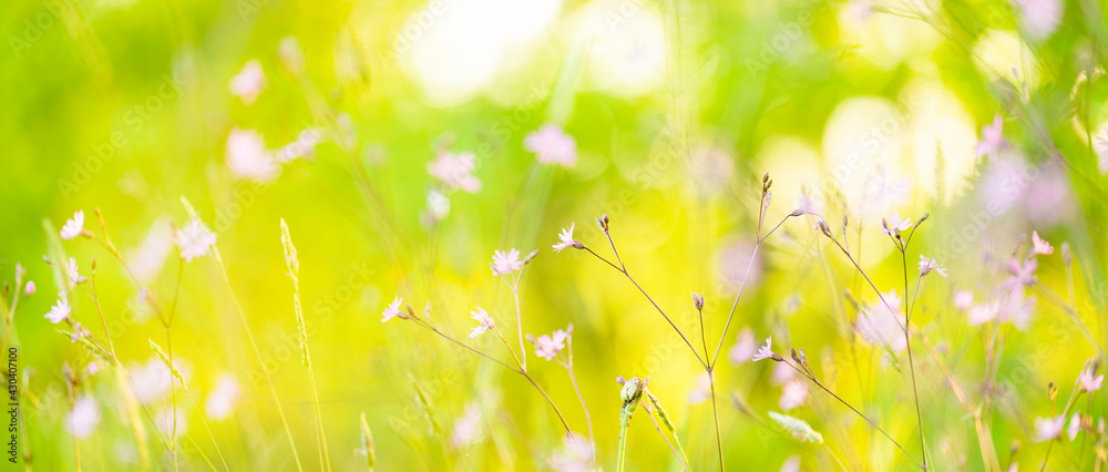 Selective and soft focus of grass, flowers and wild plants moving by a blowing wind and illuminated by a golden sunset. Spring, summer season, natural background with copy space.