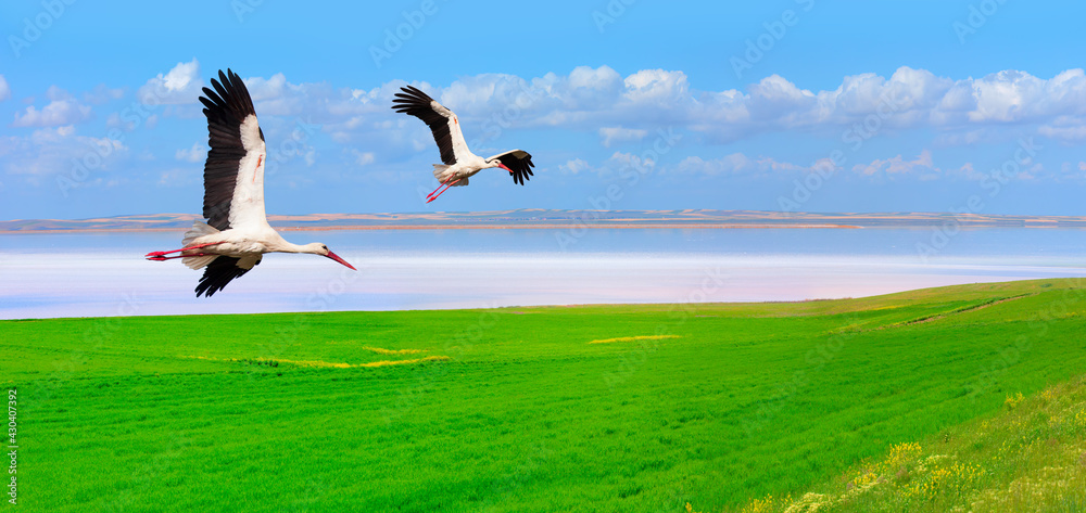 Beautiful landscape with a couple stork flying over green grass field, majestic sky in the background Beautiful landscape with a couple stork flying over green grass field, majestic sky in the background