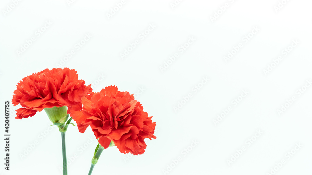 Carnation (white background) Carnation (white background)