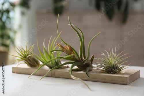 Different tillandsia plants on white table. House decor photo