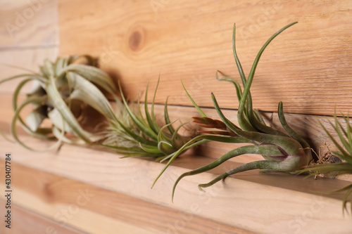 Beautiful tillandsia plants on wooden shelf. House decor