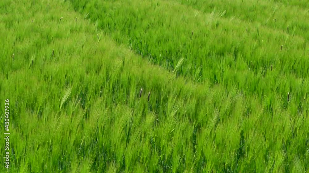 a field of barley swaying in the wind a field of barley swaying in the wind