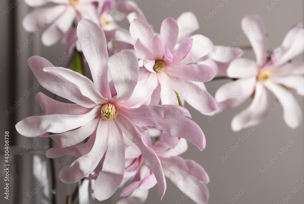 Naklejka premium Magnolia tree branches with beautiful flowers in vase on grey background, closeup