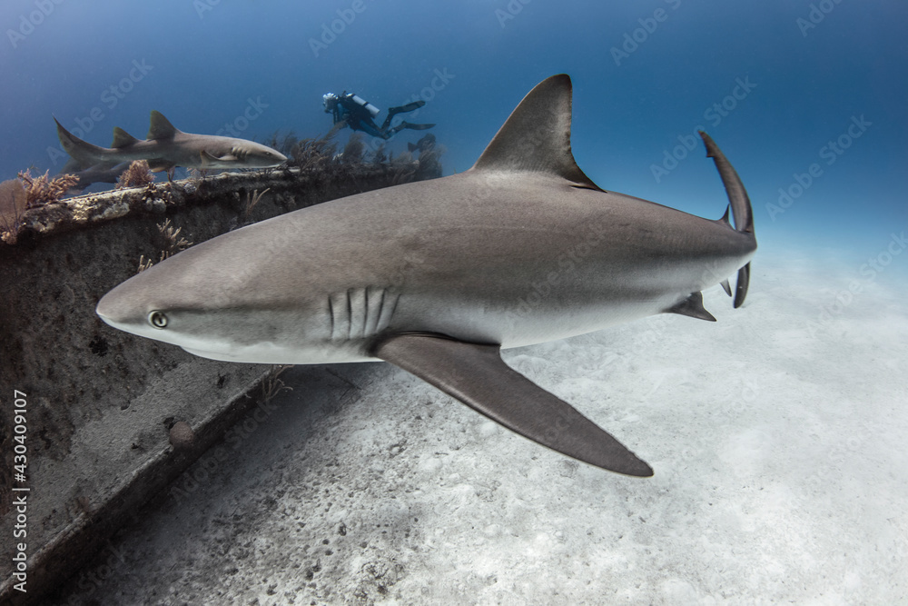 The Bahamas, Nassau, Underwater view of shark