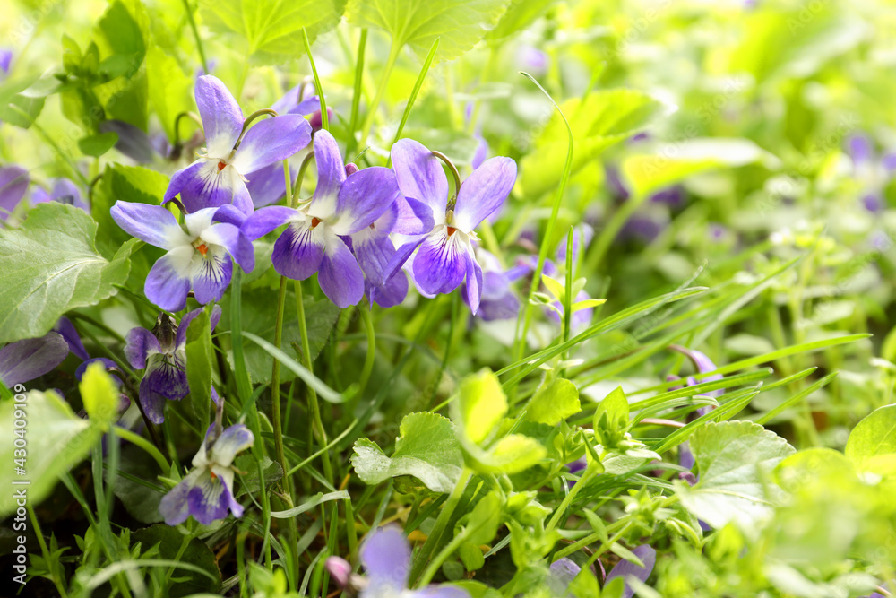 Beautiful wild violet flowers blooming outdoors. Spring wood Beautiful wild violet flowers blooming outdoors. Spring wood