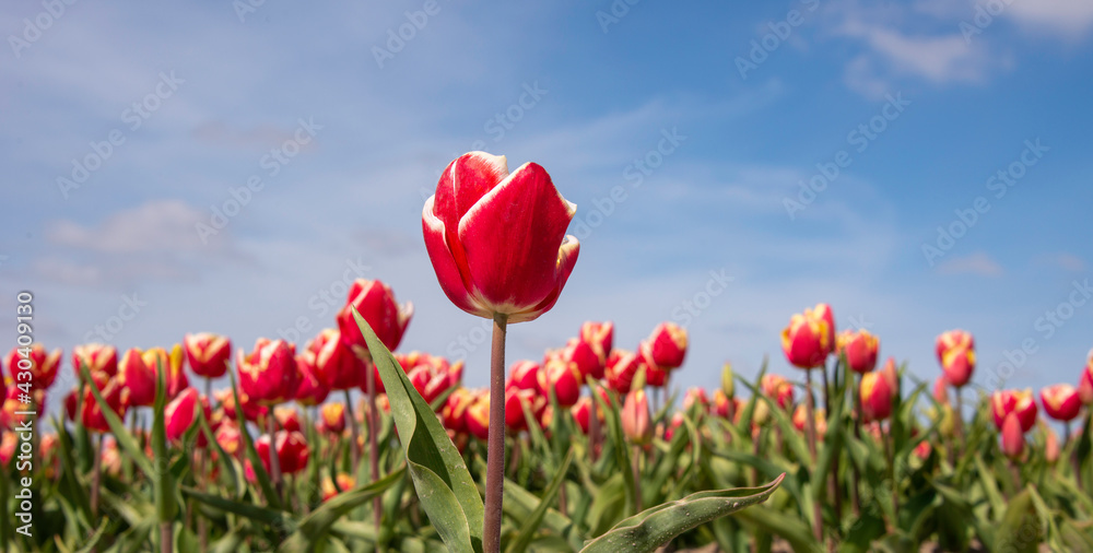 Ant eye view of Red tulips with blue sky background, close up. 