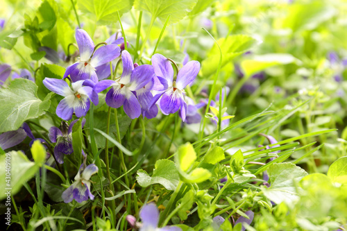 Beautiful wild violet flowers blooming outdoors. Spring wood