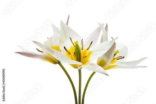 Fototapeta Naklejka Na Ścianę i Meble -  wild tulip isolated