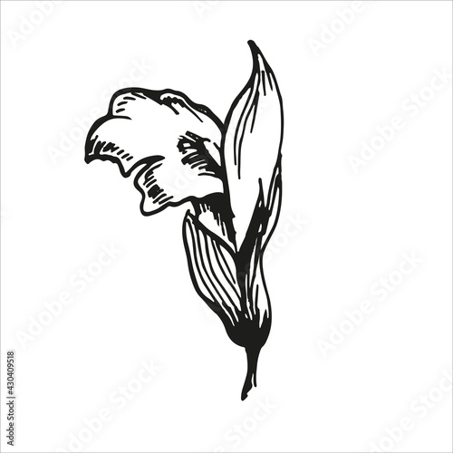 botanic illustration of sage blossom