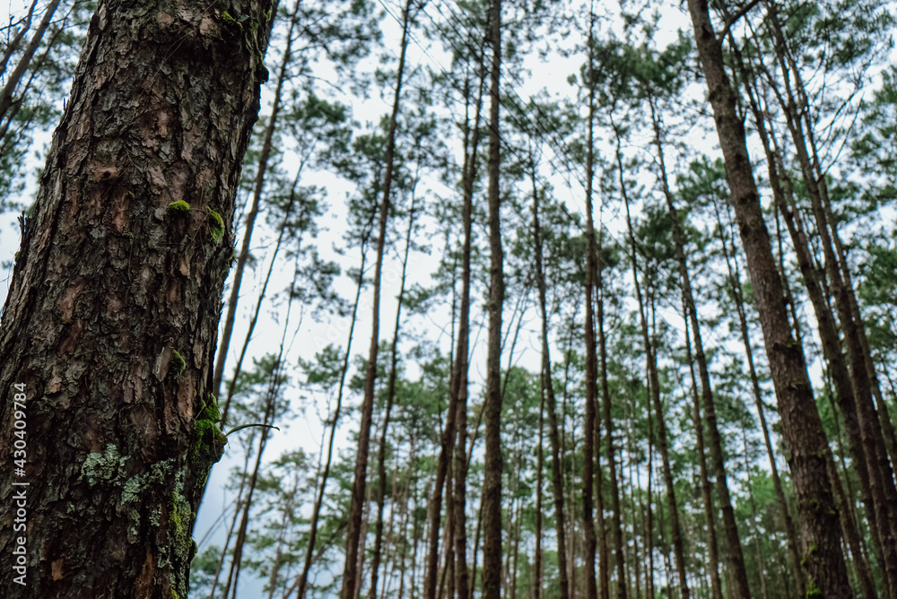 Obraz premium Bottom view of tall old trees in evergreen primeval forest in Nature Pine Park