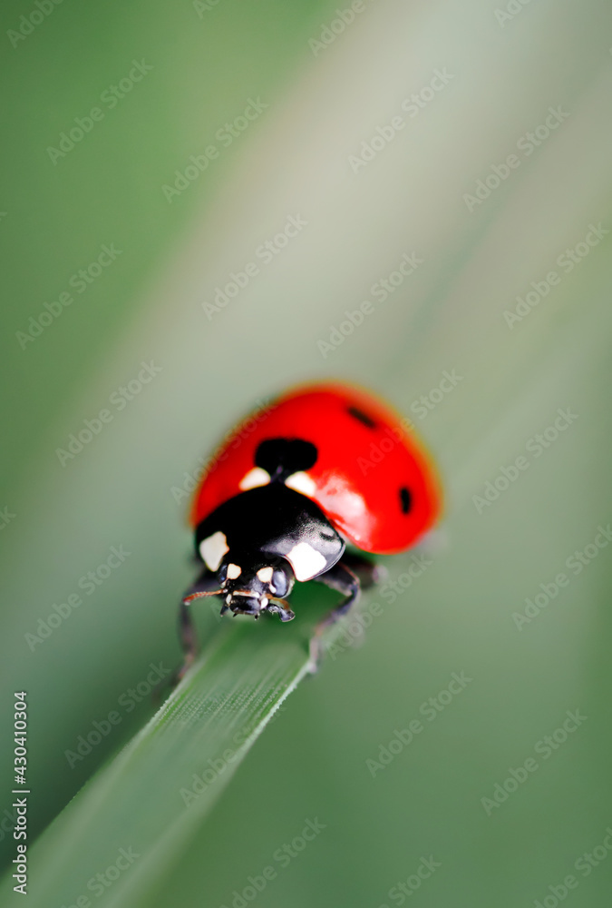 Naklejka premium Spring Nature background. Green grass with ladybug. Beautiful nature background with morning fresh grass and ladybug.