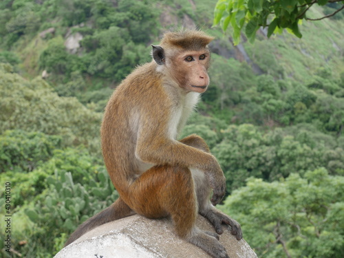 Affe auf Sri Lanka © Silvia