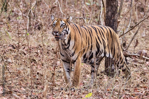 Tiger at Tadoba National Park 