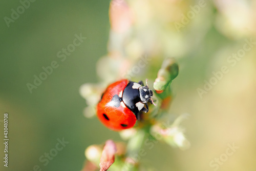Spring Nature background. Green grass with ladybug. Beautiful nature background with morning fresh grass and ladybug.