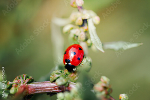 Spring Nature background. Green grass with ladybug. Beautiful nature background with morning fresh grass and ladybug. © Francesco