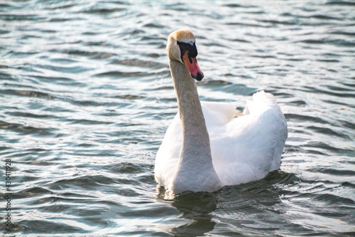 Fototapeta Naklejka Na Ścianę i Meble -  White swan floats on a lake in the park