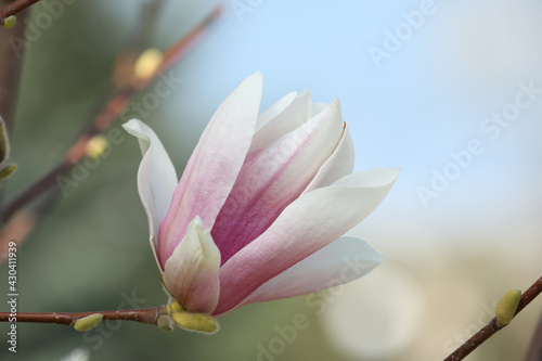 Beautiful Magnolia flower on tree branch outdoors, closeup