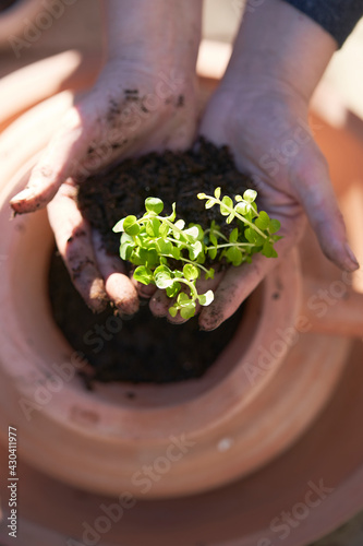 Feed the soil, feed your soul. Hand planting a flower seedling. Balcony Gardening.