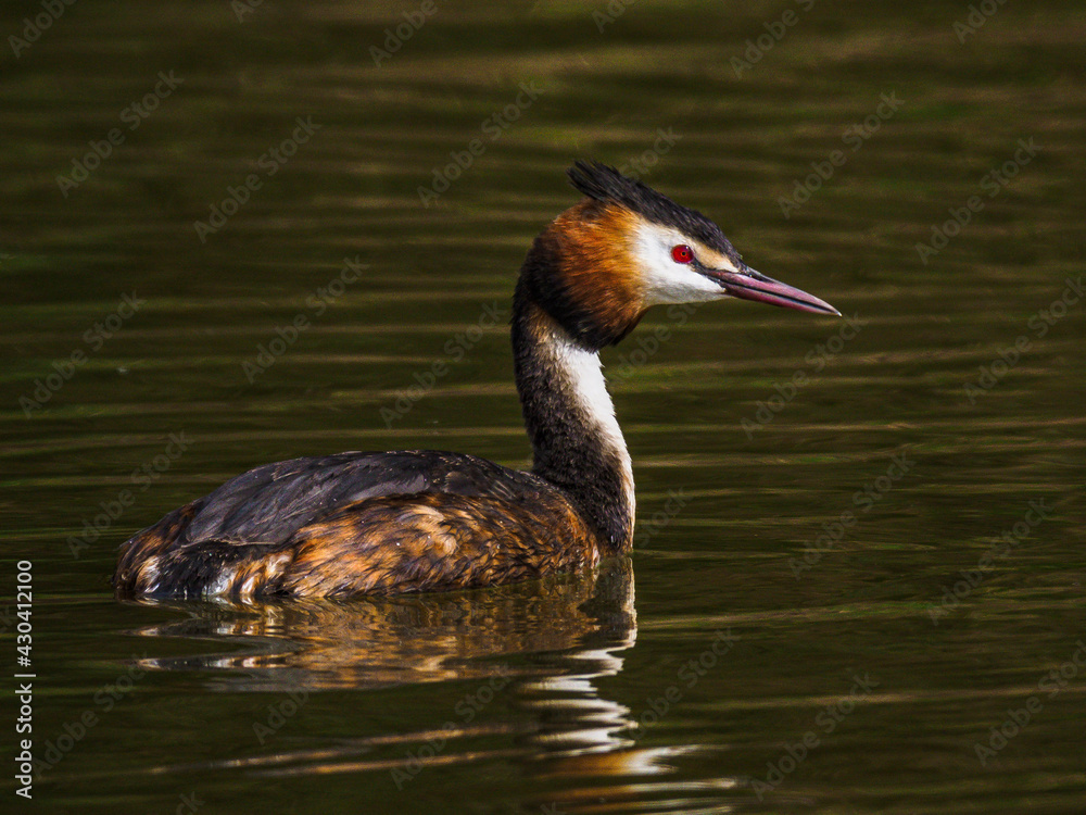 Great crested grebe in Apex Park Great crested grebe in Apex Park