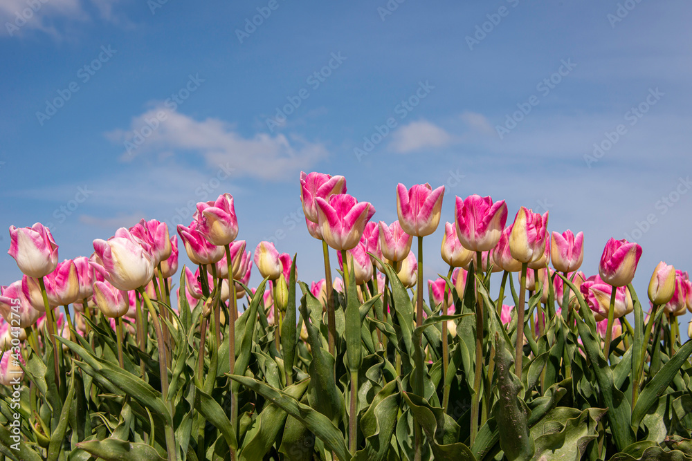 Ant eye view of Pink tulips with blue sky back ground. 